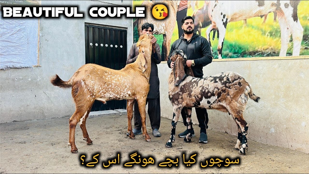 SHERA PRINT KHUBSORAT BAKRI FOR SALE