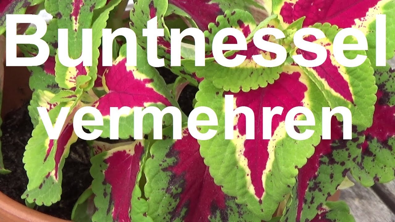 Buntnesseln vermehren Buntnessel Ableger Stecklinge machen selber ziehen Plectranthus scutellarioide