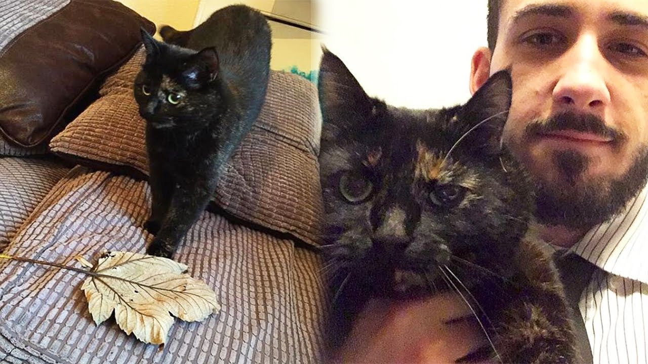 Cat Brings The Owner a Leaf From The Street Every Morning. But Why?