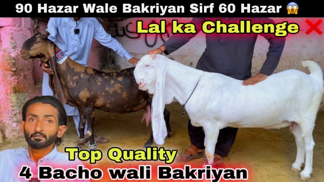 Lal Goat farm Top Quality Gulabi Or Pateri Dodh Wale Bakriyan Le Aya 😍||Milking Goats | Bakra Mandi 