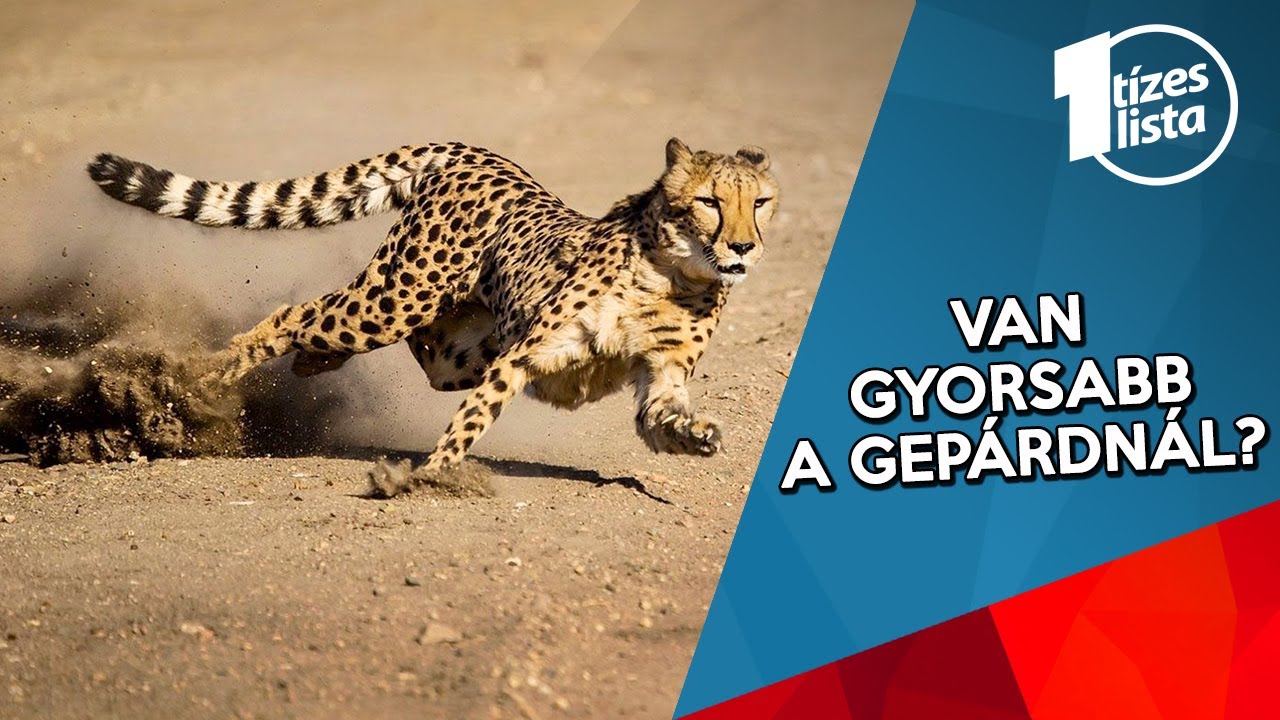 A világ leggyorsabb állatai