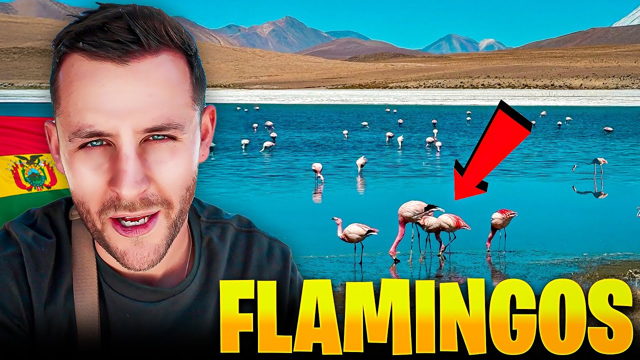 We Found Flamingos on the Bolivian Salt Flats 🦩