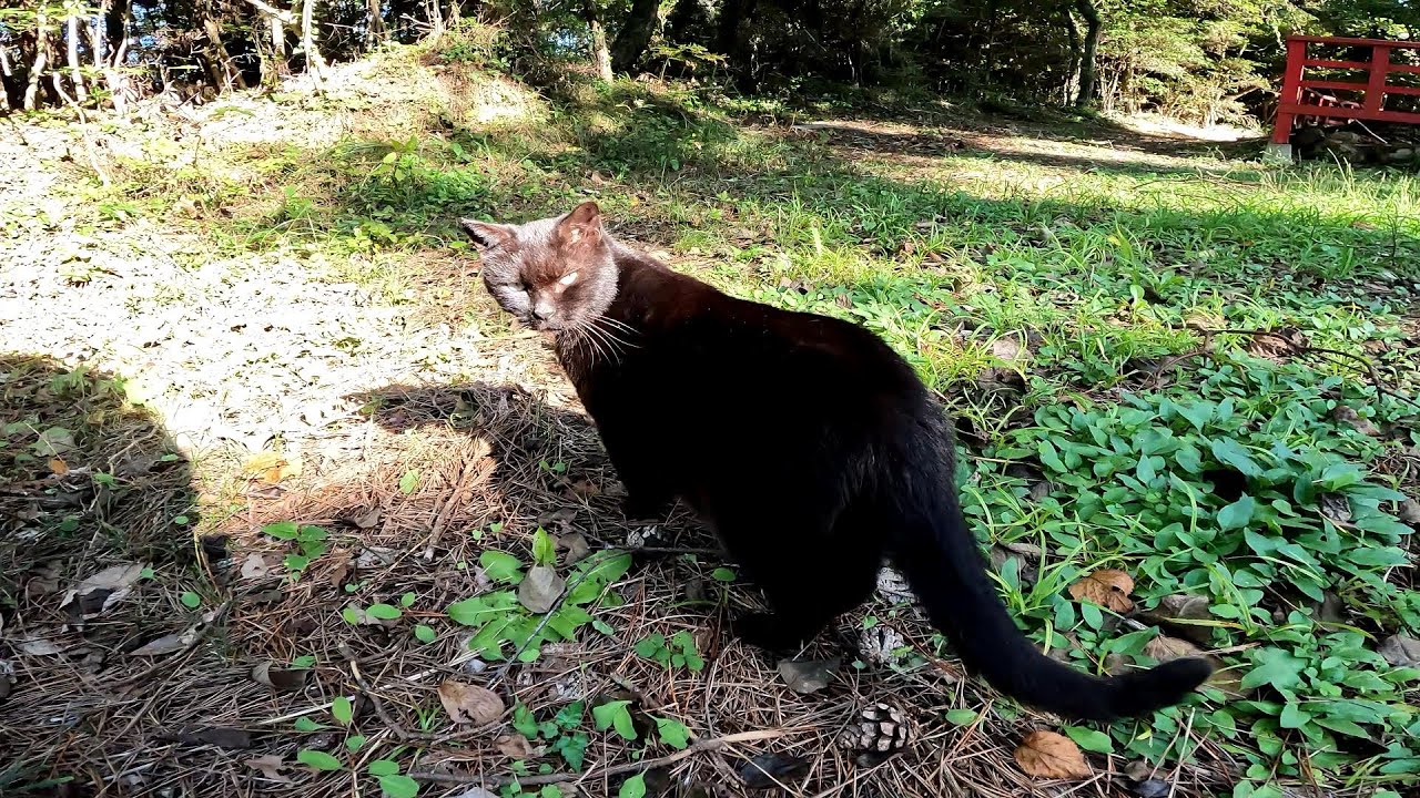 【田代島】【猫島】島の猫達は自由気ままに生きてます
