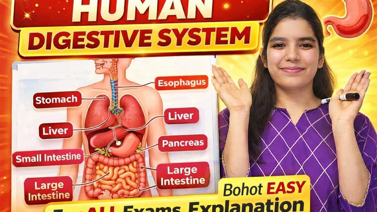 Digestive system for all exam,... 