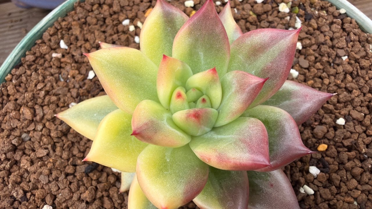 🌸금화다육🌸 