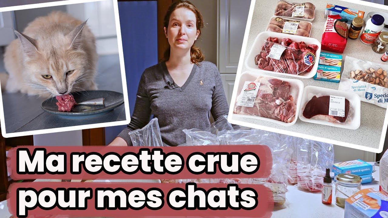 Ma recette d’alimentation crue pour mes chats ! | Raw Feeding | BARF | Prey Model