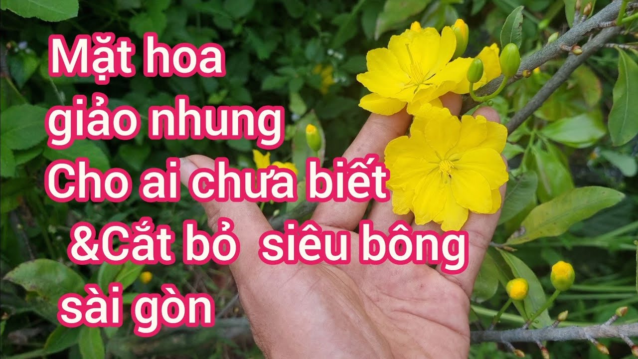 Cắt bỏ giống siêu bông sài gòn chỉ một lý do .