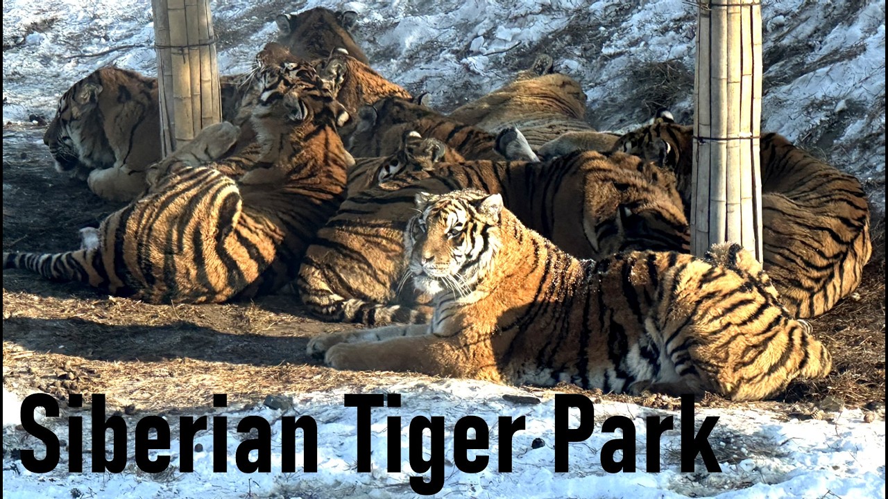 SiberianTiger Park Harbin