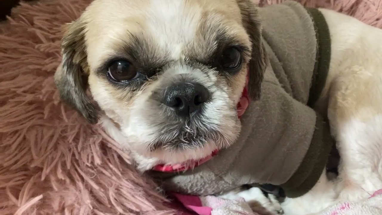 6匹のねどこに凸❣️