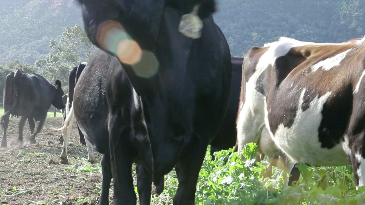 COWS EATING TURNIPS!!!