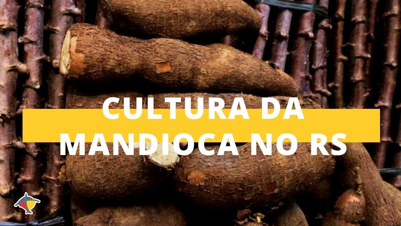 O trabalho da pesquisa para melhorar a produ&ccedil;&atilde;o de mandioca no RS | Programa Terra Sul