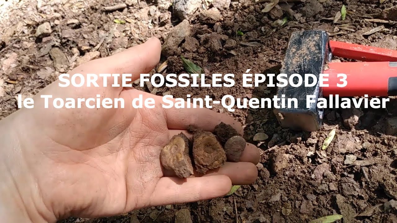 Sortie fossiles #3 : le Toarcien de Saint-quentin Fallavier (avec MOS)