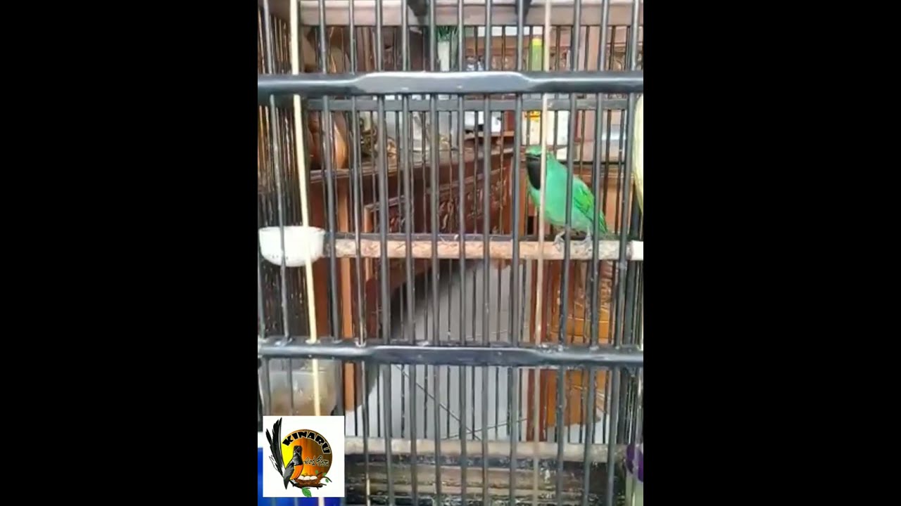 CUCAK IJO MINI, NGEROL NEMBAK GANAASSSS...!!!!!! #duniahobi #birdfarm #masteranburung