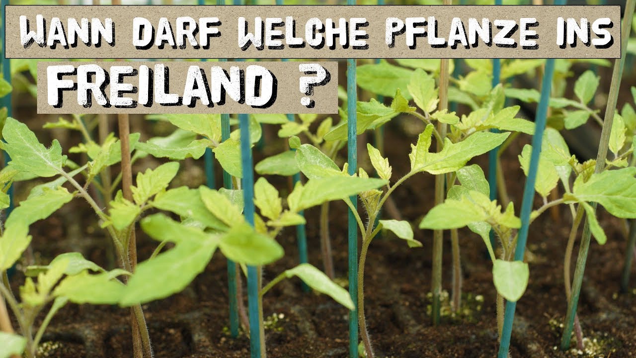Diese Pflanzen dürfen nicht zu früh ins Freiland! Und welche dürfen?