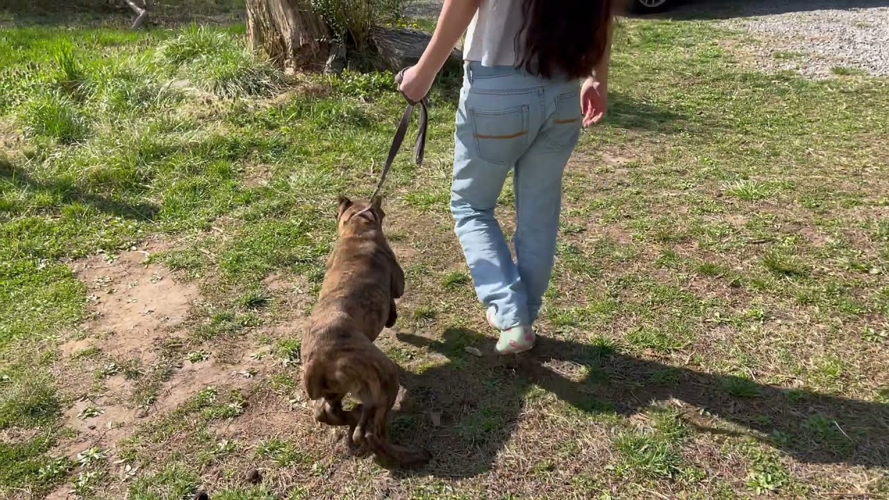Cane Corso Puppy Training at our home - Evaluation to see progress.