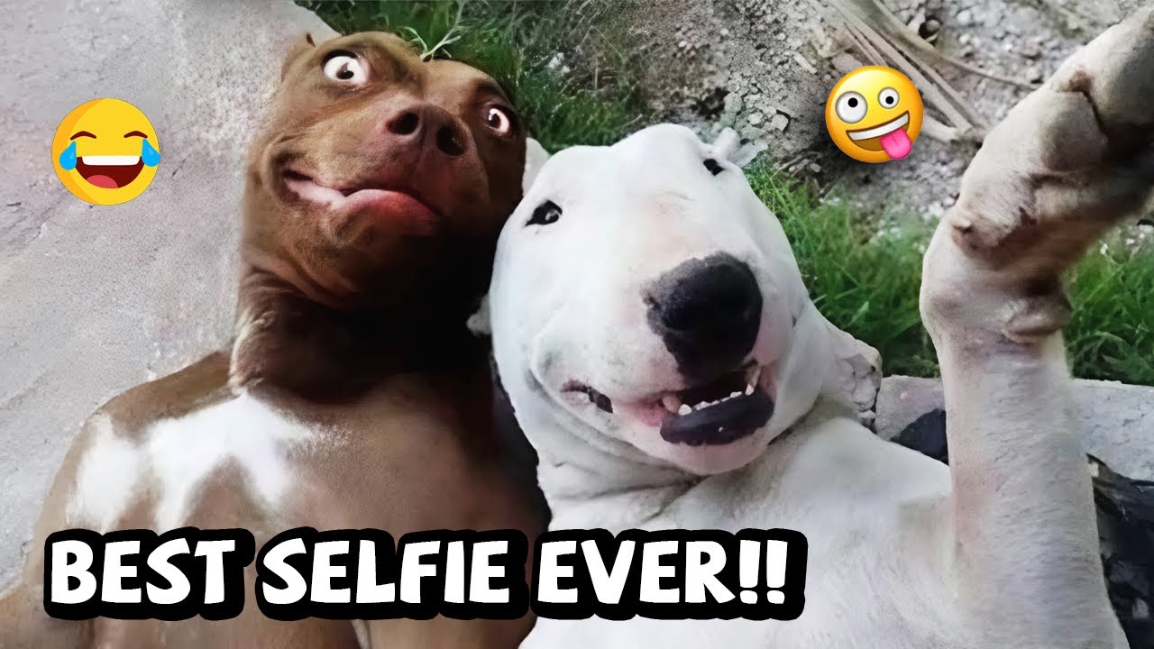 THE FUNNIEST DOG MOMENTS 😂 – BEST CUTE & FUNNY DOG COMPILATION YOU MUST WATCH #30