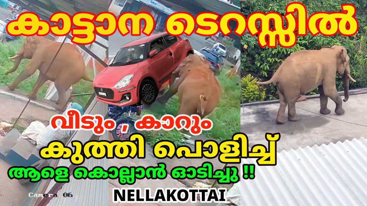 നെല്ലാക്കോട്ടയിൽ കാട്ടാന വീടിനുമുകളിൽ , കാറും വീടും തകർത്തു ആളെ ഓടിച്ചു #forest #tamilnadu #elephant