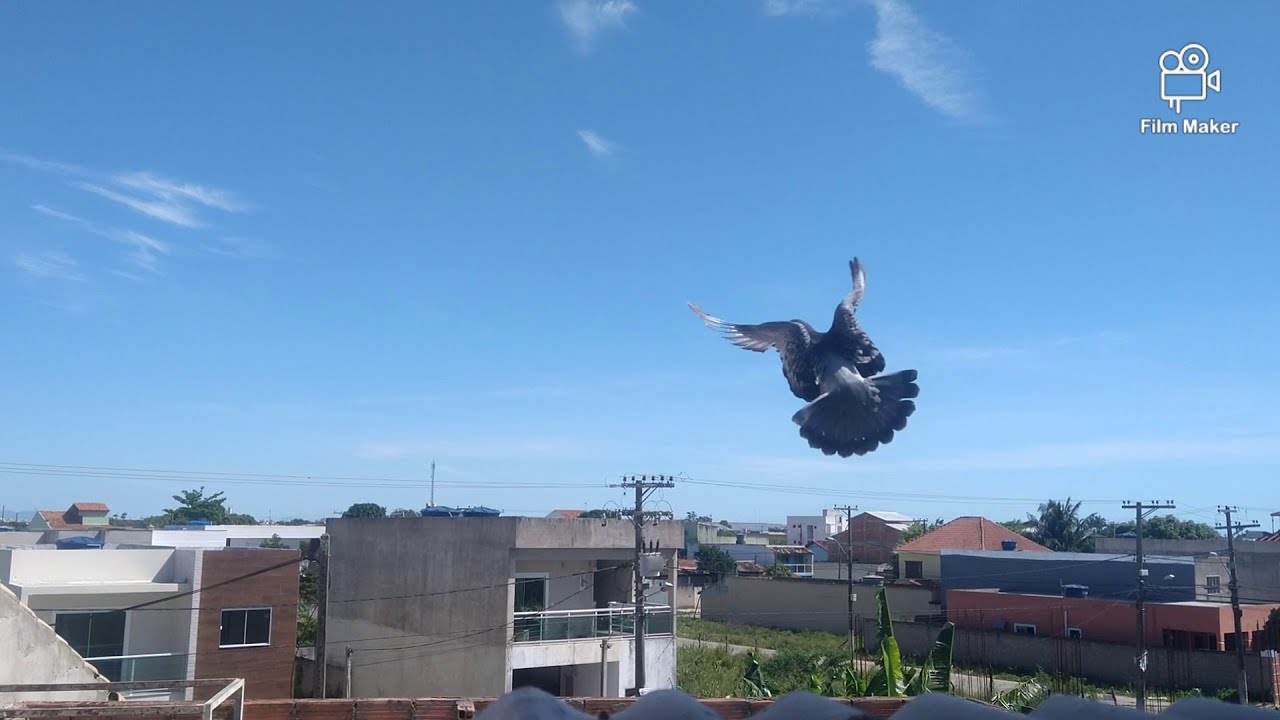 Iniciando o vôo dos filhotes de pombos !!!