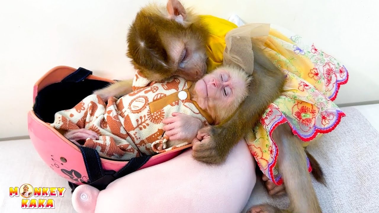 Monkey Kaka hugging Monkey Mit while they sleep on a helmet, so cute!