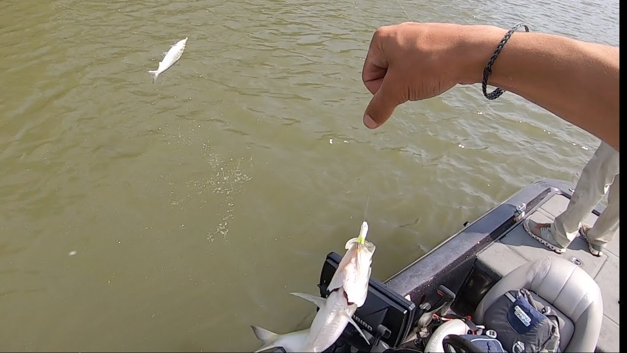 Rappahannock River Shad Fishing Fredericksburg