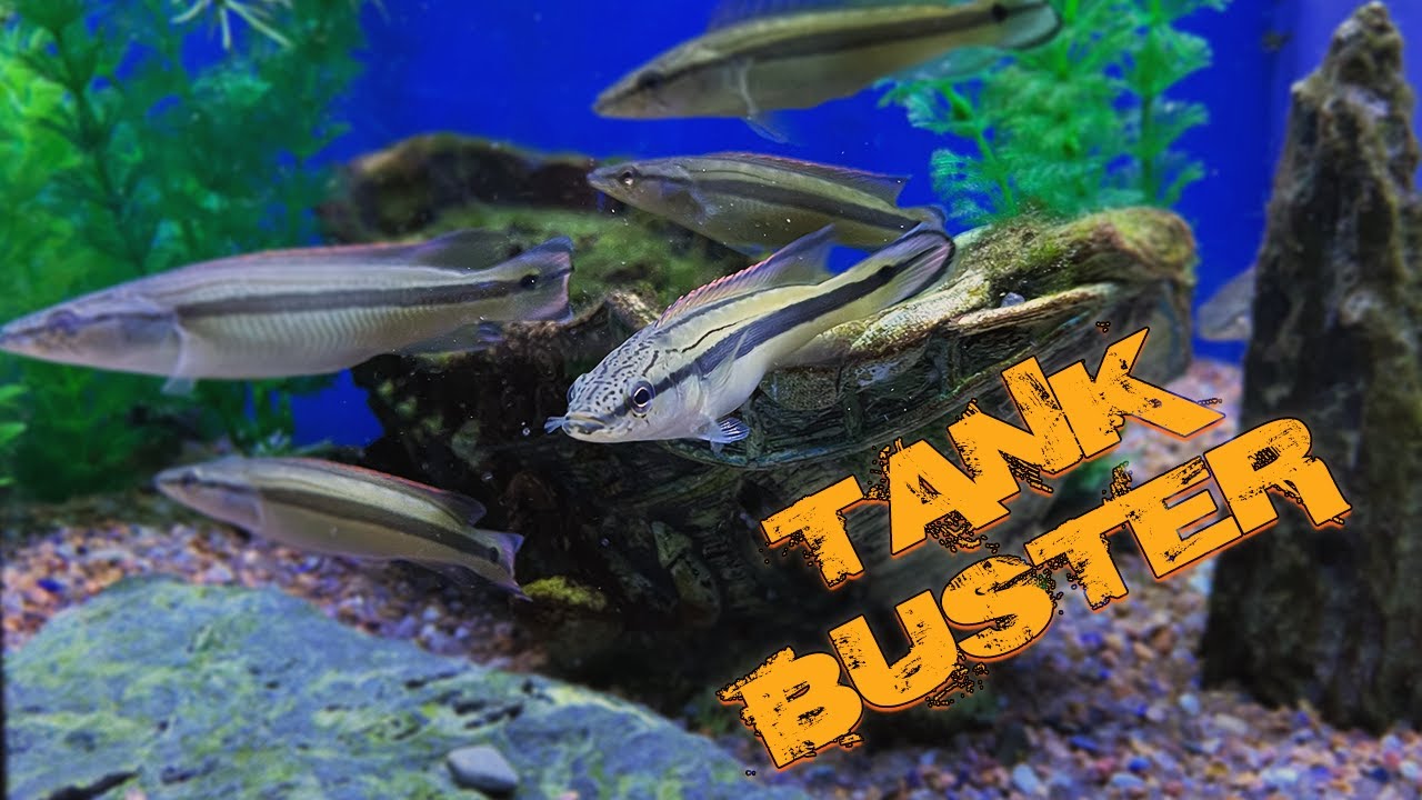Species Spotlight: Lenticulata Pike Cichlid
