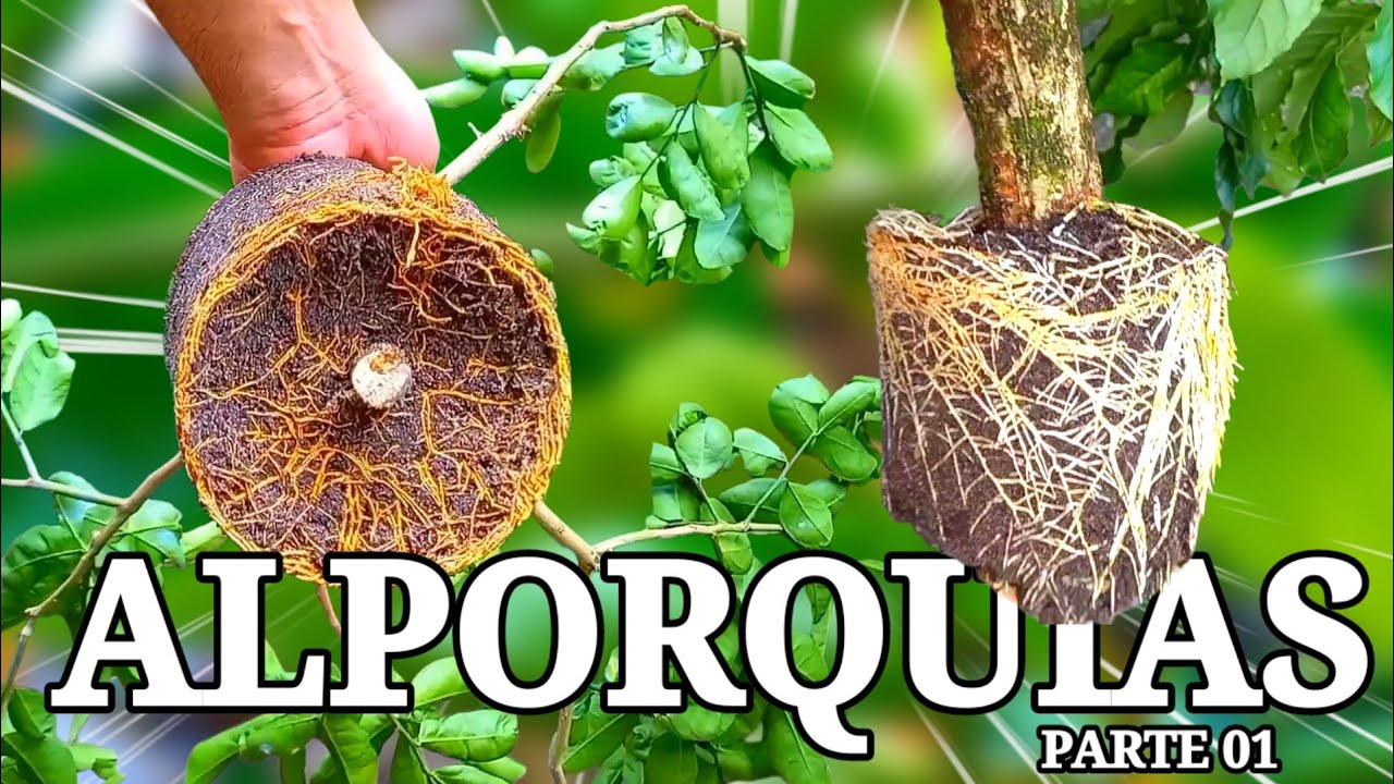 AS MELHORES ALPORQUIAS