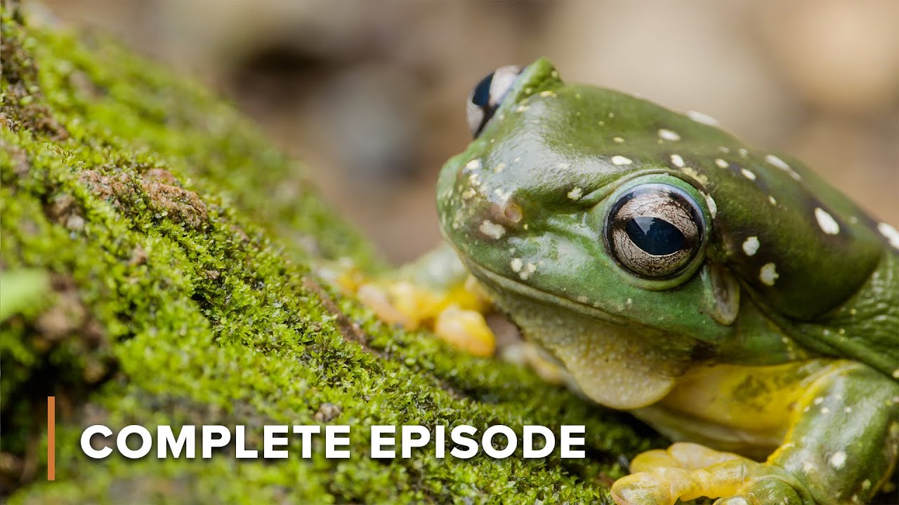 Adapt or Die: Australia’s Deadliest Survival Arena | Secrets of Wild Australia 107