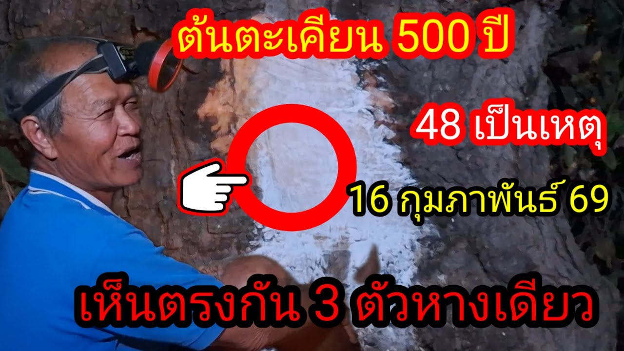 ต้นตะเคียน 500 ปีขอได้ 3 ตัวบน