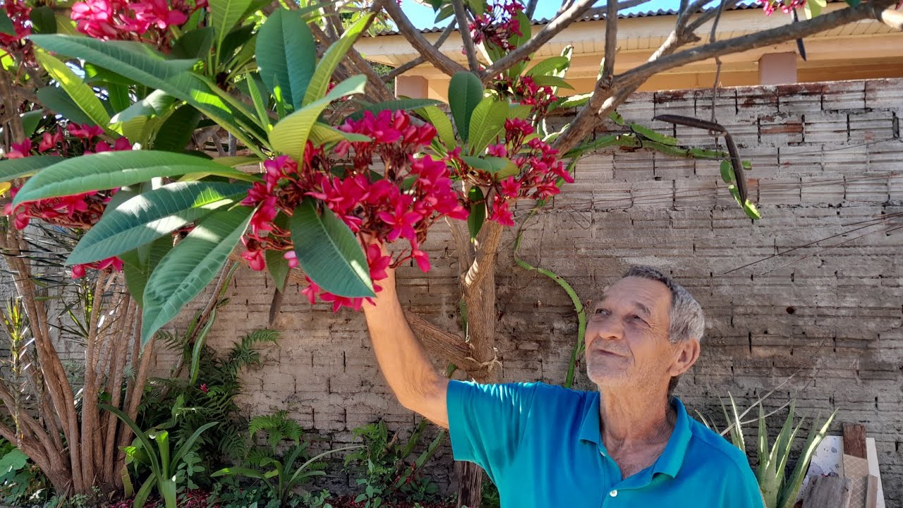 MOSTRANDO JASMIM MANGA VERMELHO
