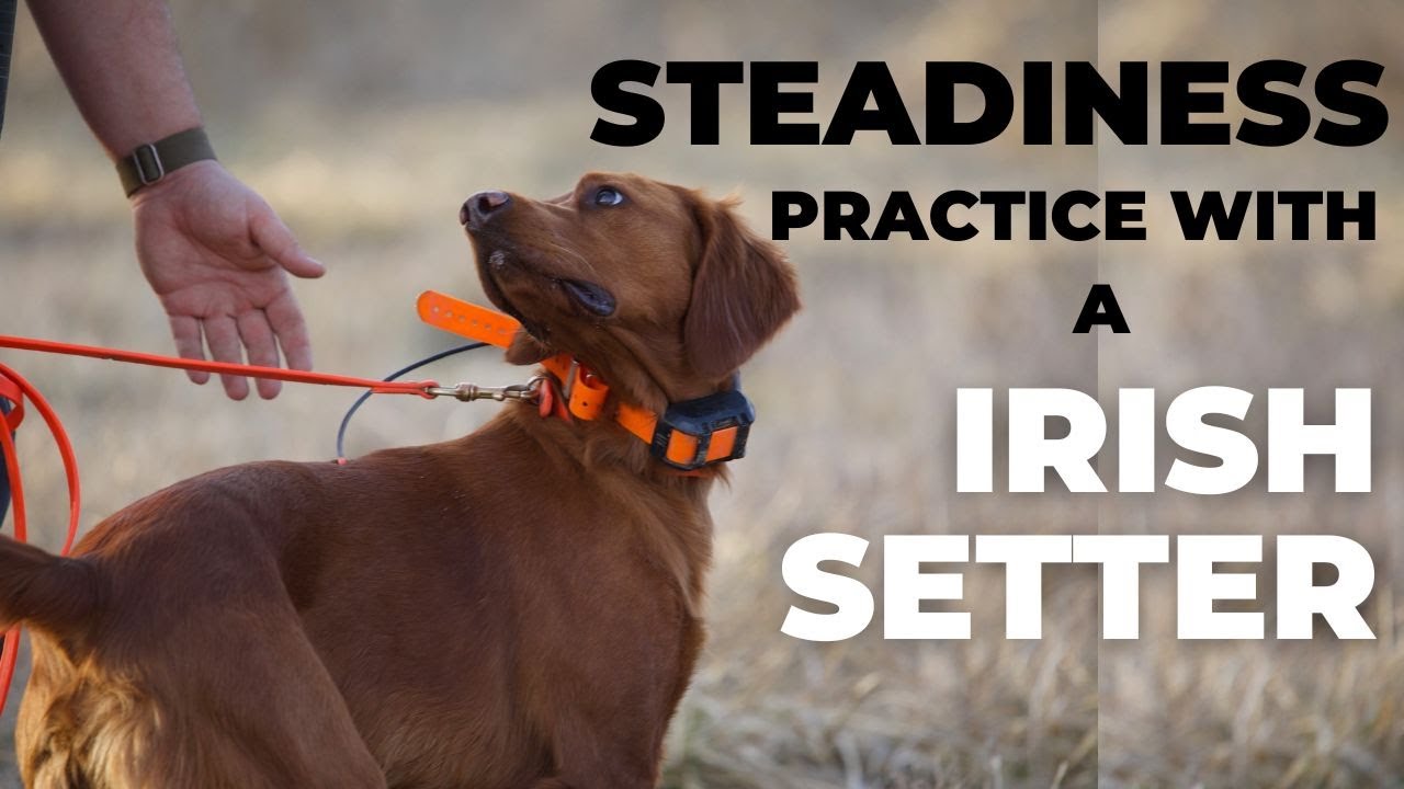 Upland Dog Training #1 | Steadiness | Irish Setter
