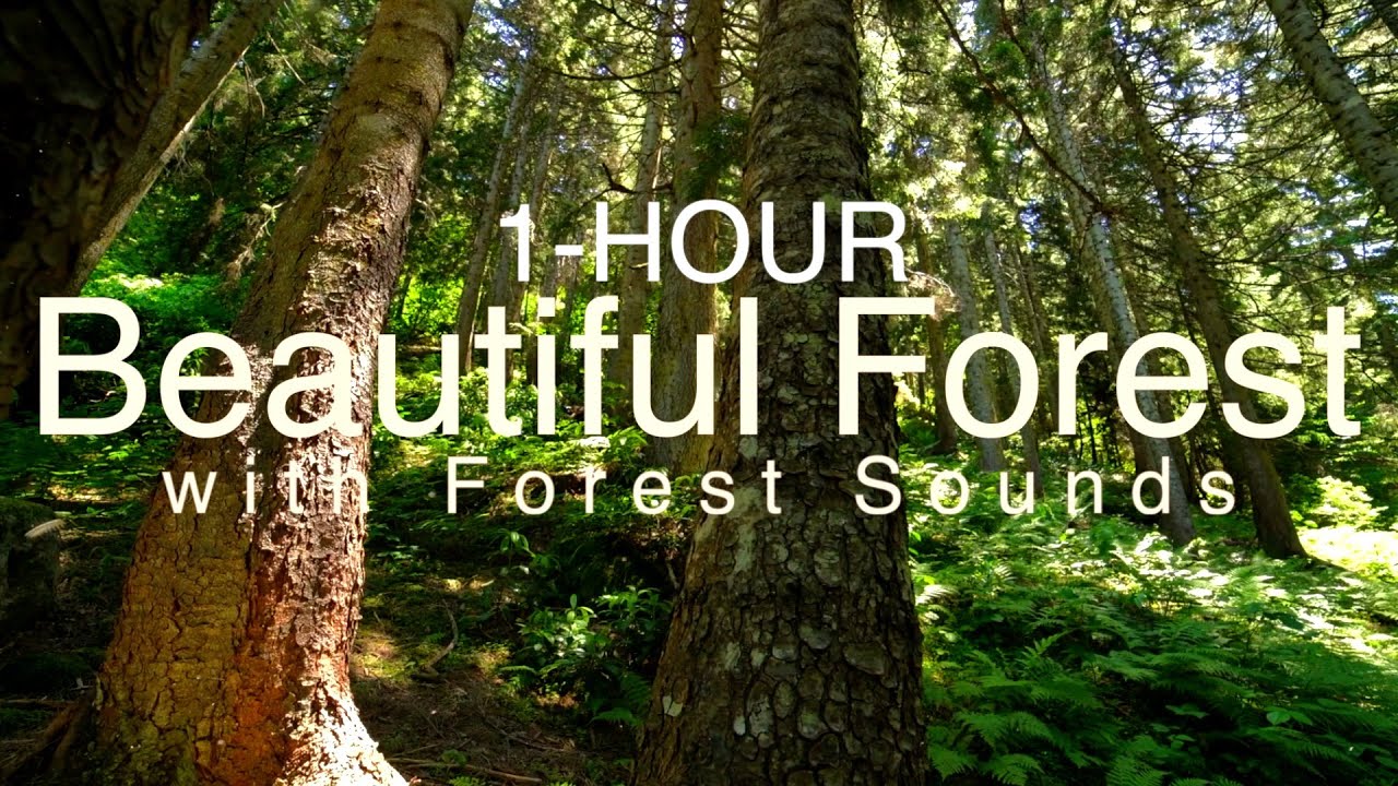 Beautiful Forest With Forest Songs | Bird Songs #forest #forestsounds #relaxingsounds