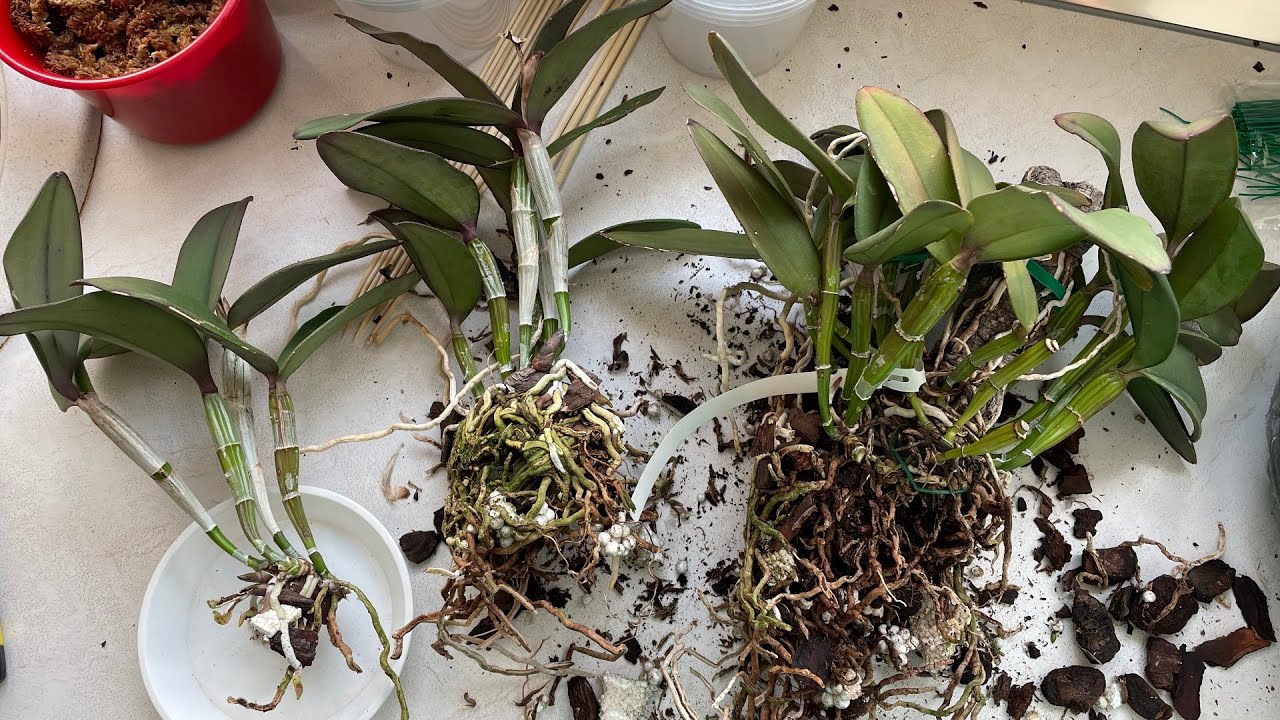 Делю огромный куст Cattleya schilleriana