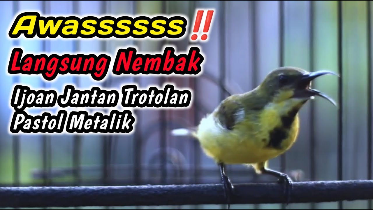 CUIT CUIT CERRR PANCINGAN PENGGACOR PALING AMPUH UNTUK SEMUA SOGON‼️HITUNGAN DETIK LANGSUNG RESPON