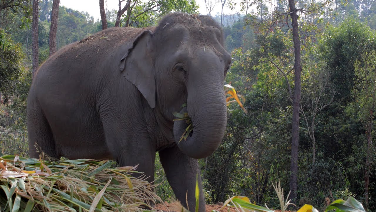 ChangChill: Building an elephant-friendly future - Documentary | World Animal Protection