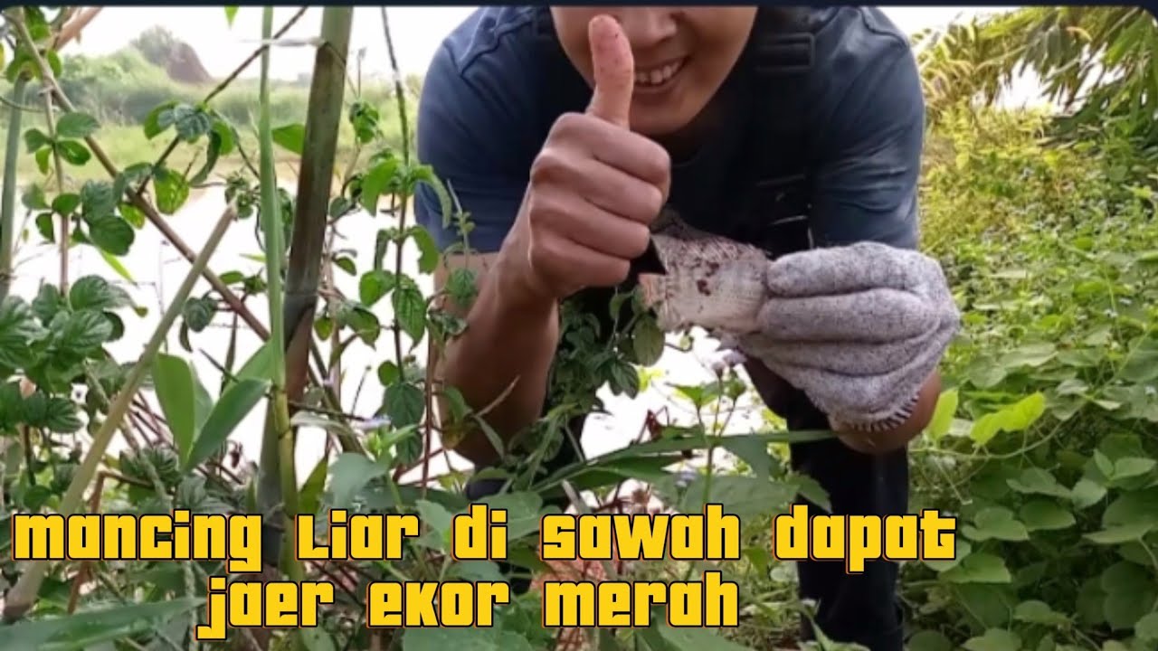 Mancing liar di sawah dapat jaer ekor merah