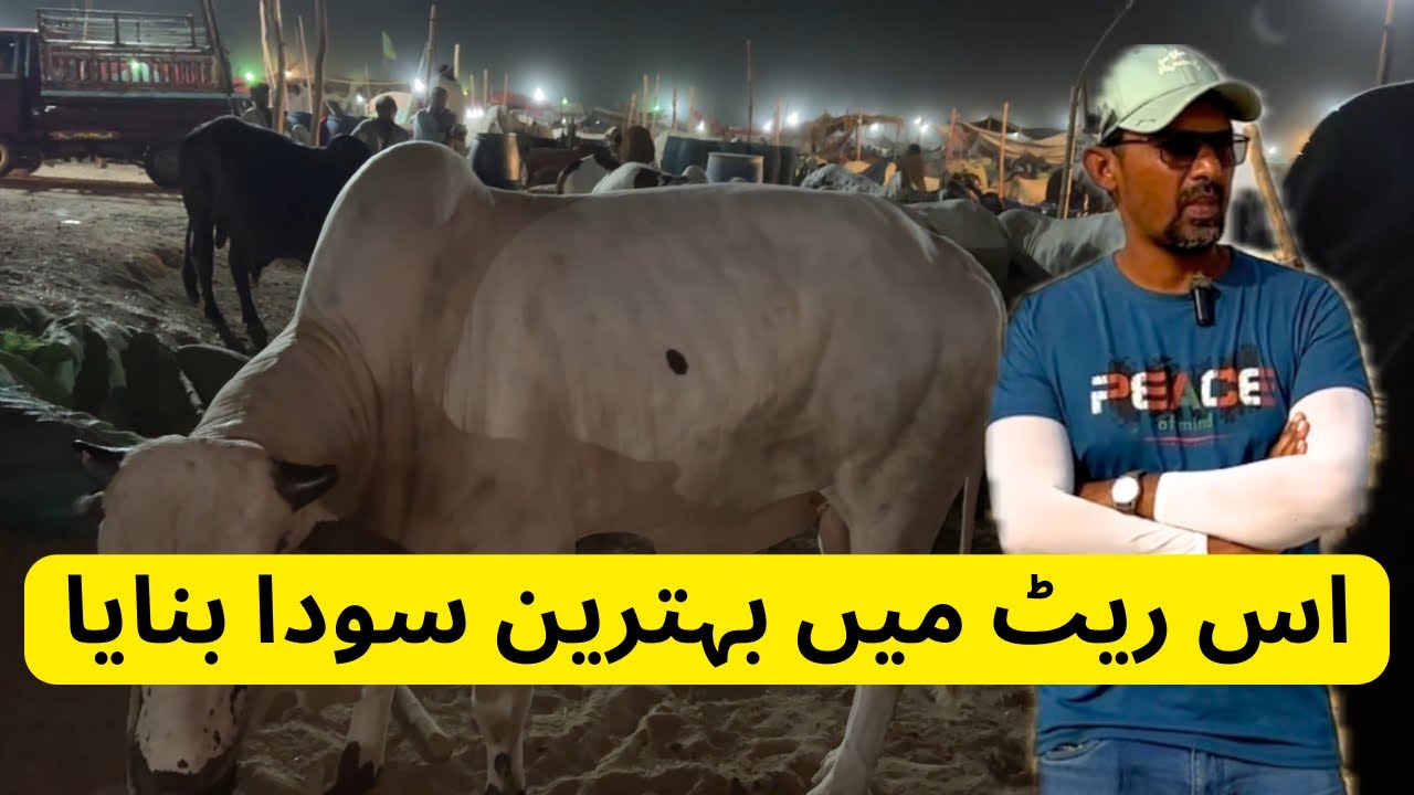 Is Rate Me Behtareen Soda Kiya. Northern Bypass Mandi