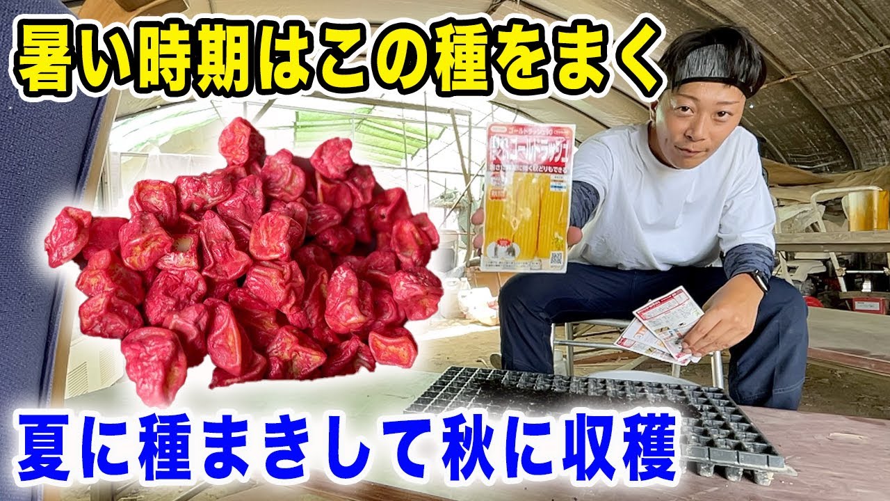 【秋とうもろこし】夏に種まきして秋に収穫すると甘い実ができます