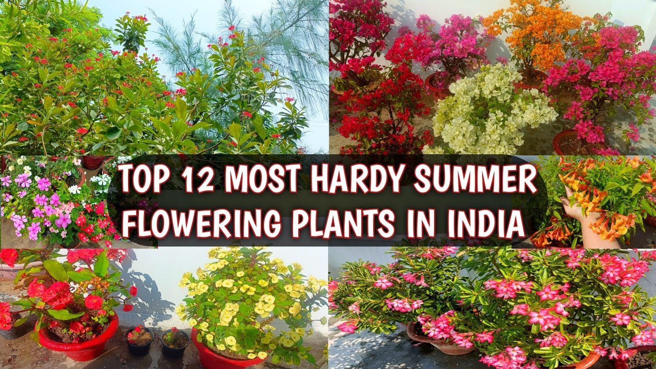 TOP 12 MOST HARDY SUMMER FLOWERING PLANTS IN INDIA | SUPER HARDY SUMMER PLANTS 🌻🌼