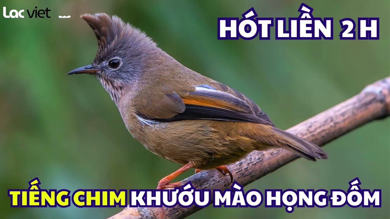 Tiếng Chim Khướu Mào Họng Đốm | Stripe throated Yuhina sound | Yuhina gularis sound