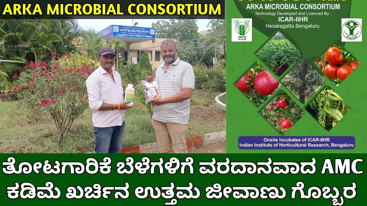 ತೋಟಗಾರಿಕೆ ಬೆಳೆಗಳಿಗೆ ವರದಾನವಾದ AMC | ಕಡಿಮೆ ಖರ್ಚಿನ ಉತ್ತಮ ಜೀವಾಣು ಗೊಬ್ಬರ | arka microbial consortium