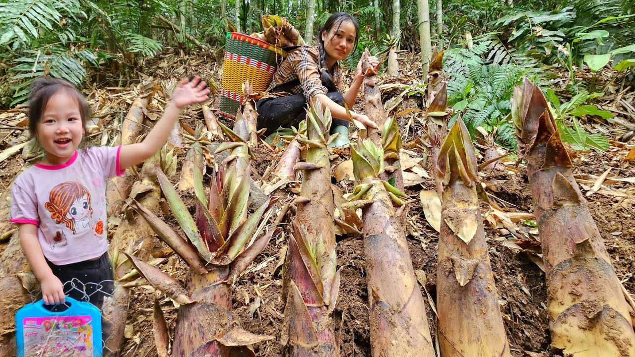 Harvesting Giant Bamboo Shoots in the Forest | Cooking Bamboo Rolls with My Daughter