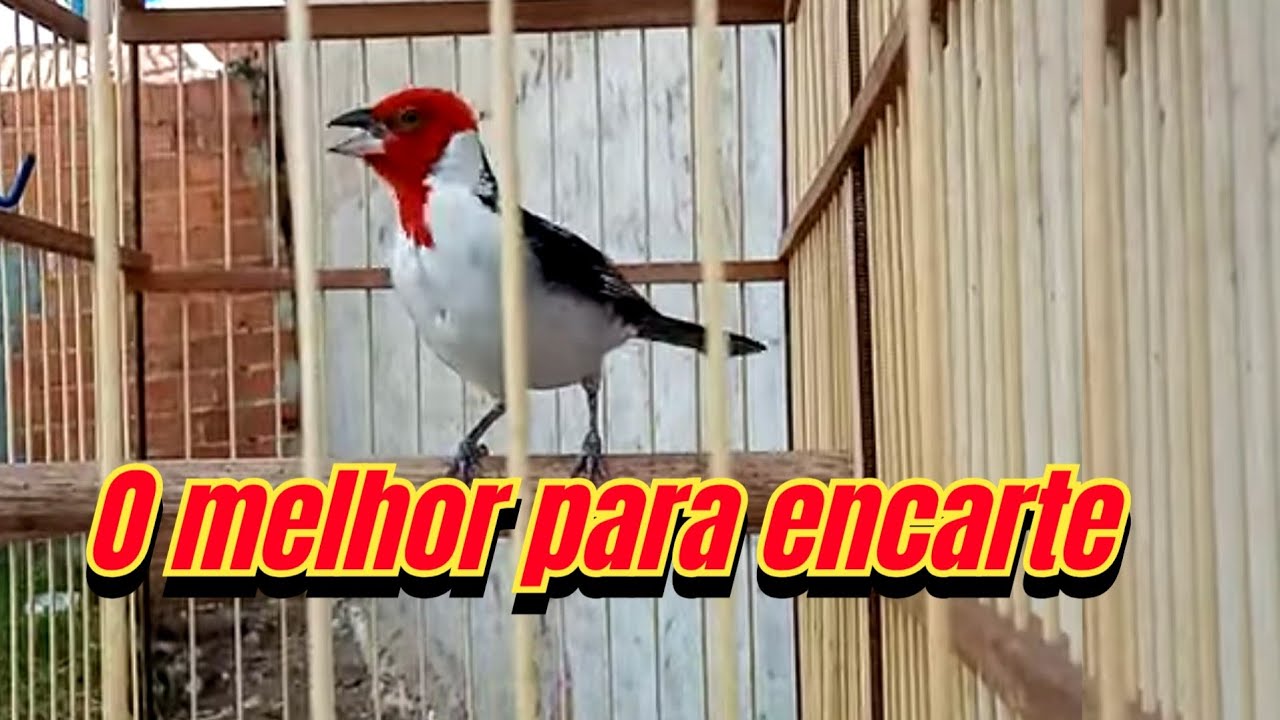 Canto do galo de campina de açoite - selvagem  