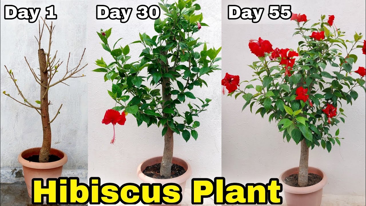 Get 500% More flowering on Hibiscus plant | Gudhal ka phool