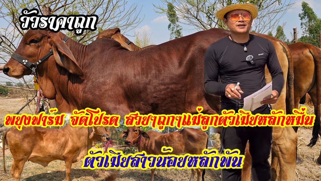 วัวสวยๆถูกๆ แม่ลูกตัวเมียหมื่อนกว่าบาท แม่สายน้อยเหมาๆหลักพัน ตัวผู้อนาคตพ่อพันธุ์ถูกๆ พยุงฟาร์ม