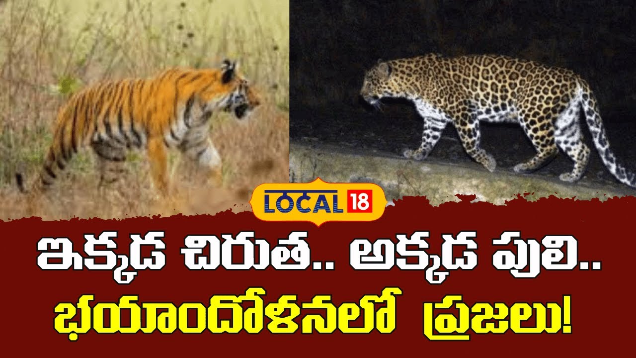 Panic After Tiger and Leopard Spotted in Rajanna Siricilla | ఇక్కడ చిరుత.. అక్కడ పులి..|#local18V