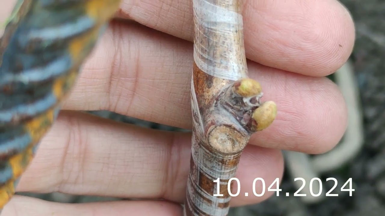 Прививка Виноградной Лозы Зоренька // grapevine grafting