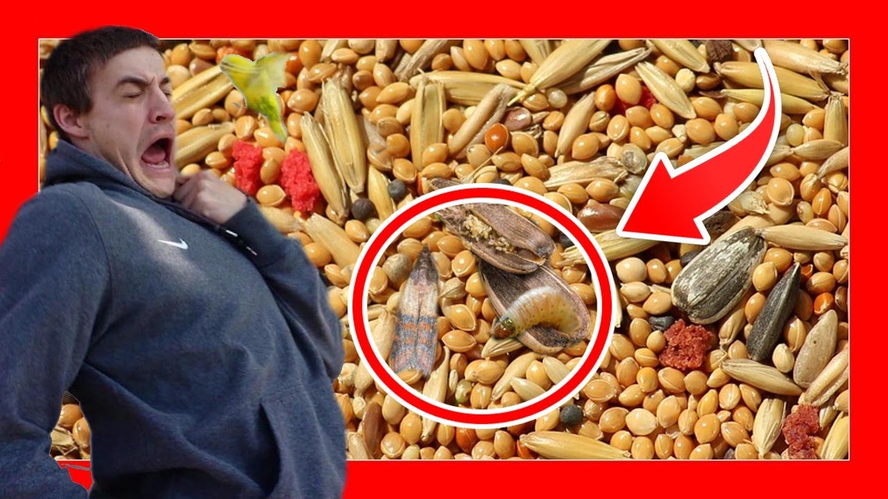 ✅ Попрощайтесь с молью и насекомыми в вольере