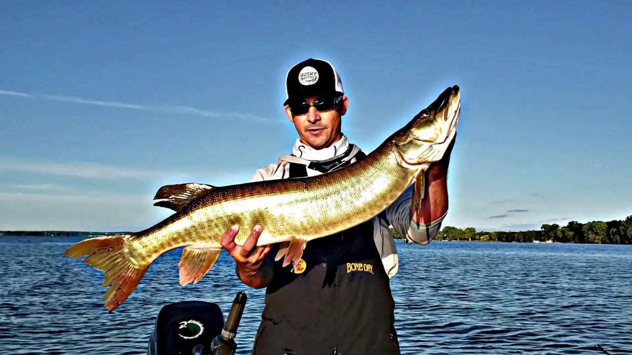 Summer Musky Crushes Lake X Lures TOAD!!