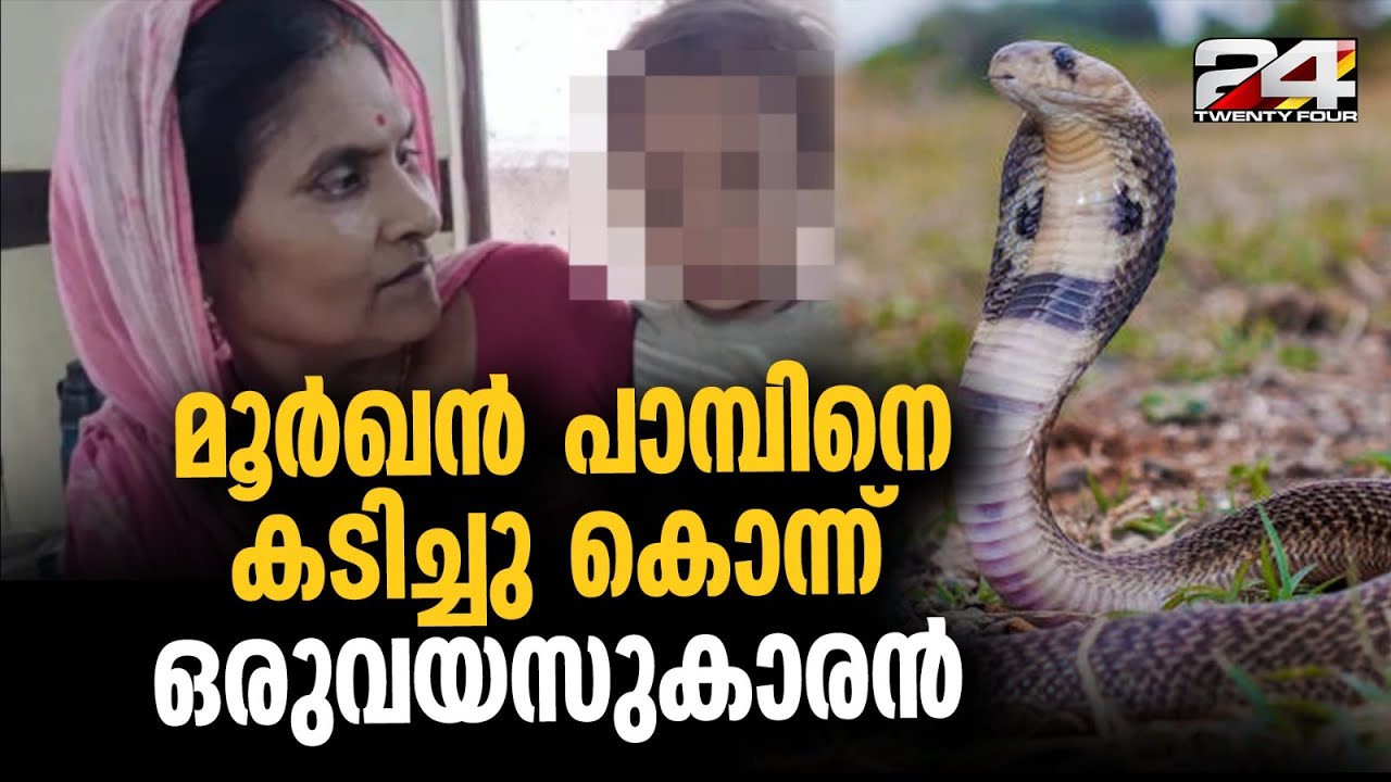 മൂർഖൻ പാമ്പിനെ കടിച്ചുകൊന്ന് ഒരു വയസുകാരൻ; കുട്ടിയുടെ ആരോഗ്യനില തൃപ്തികരമെന്ന് ഡോക്ടർമാർ