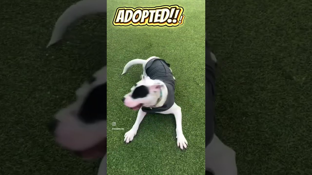 Felix’s Special Day @ The Animal Pad